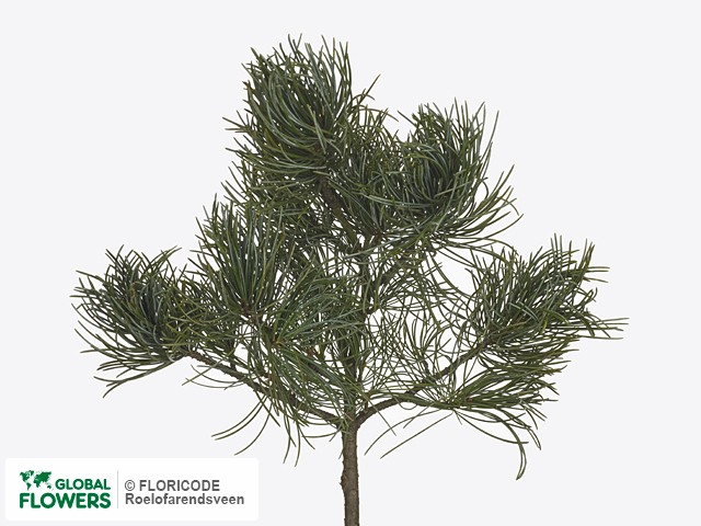 Фото вида Сосна "Glauca".