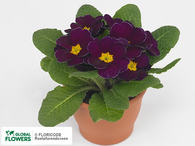 Фото вида Примула акаулис "Clou Violet".
