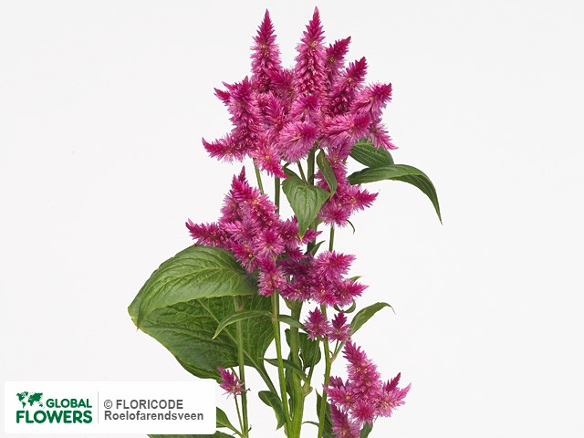 Фото вида Целозия серебристая "Celway Purple".