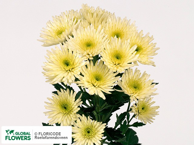 Photo Chrysanthemum (Indicum Grp) tros 'Green Ed'.