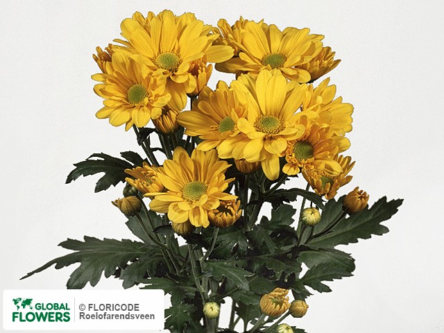 Photo Chrysanthemum (Indicum Grp) tros 'Reyellow'.