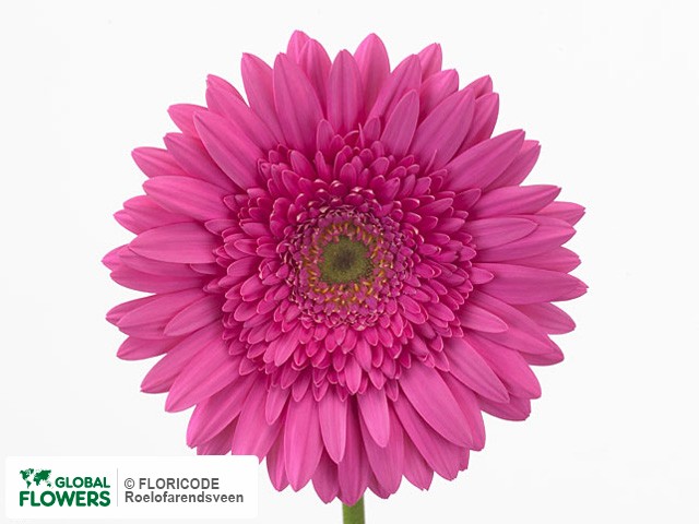 Photo Gerbera grootbloemig 'Cacharelle'.