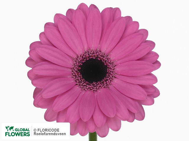 Photo Gerbera mini 'Bali'.