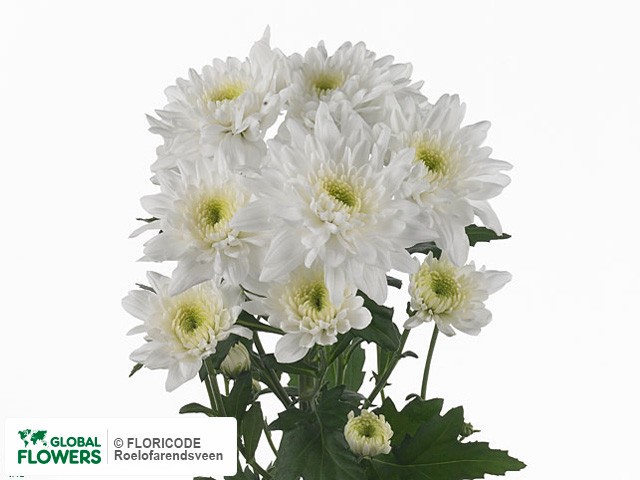 Photo Chrysanthemum (Indicum Grp) tros 'Arctic Queen'.