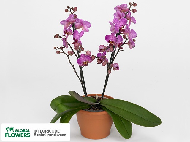 Фаленопсис "Multifloratypes Floriclone Perceval"