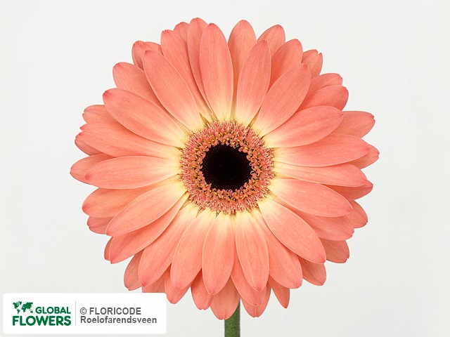 Photo Gerbera grootbloemig 'Friends'.