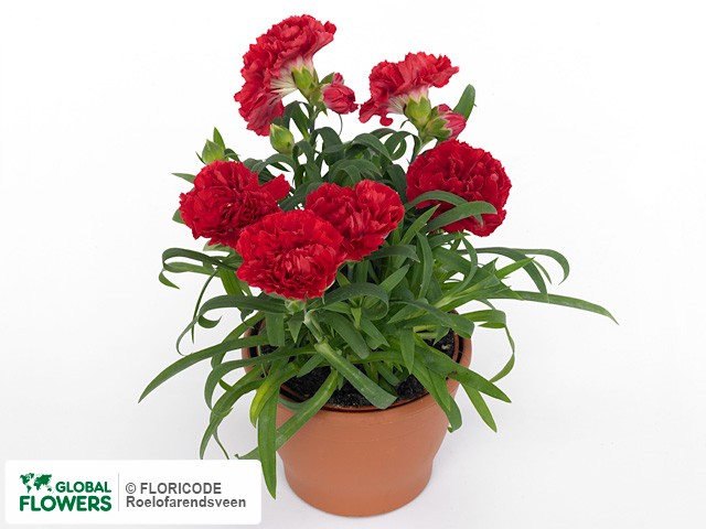 Photo Dianthus Sunflor Red Bull.