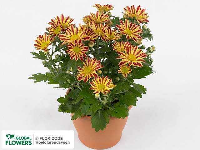 Photo Chrysanthemum (Indicum Grp) Robinho Red.