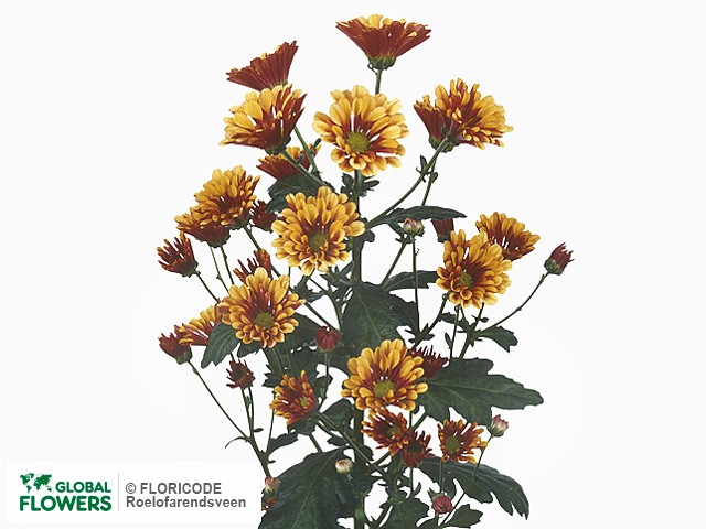 Photo Chrysanthemum (Indicum Grp) tros Biarritz Yellow.