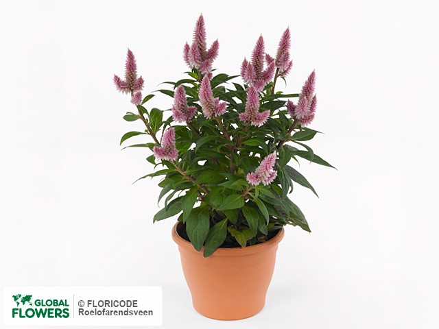 Фото вида Целозия колосковая "Kelos Pink".