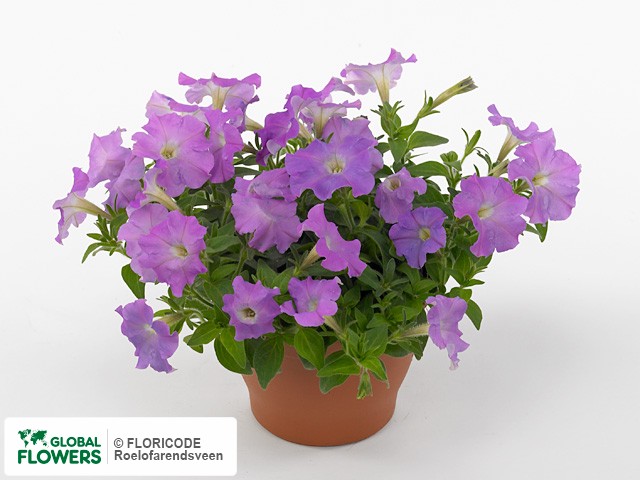 Photo Petunia 'Picobella Cascade Lavender'.