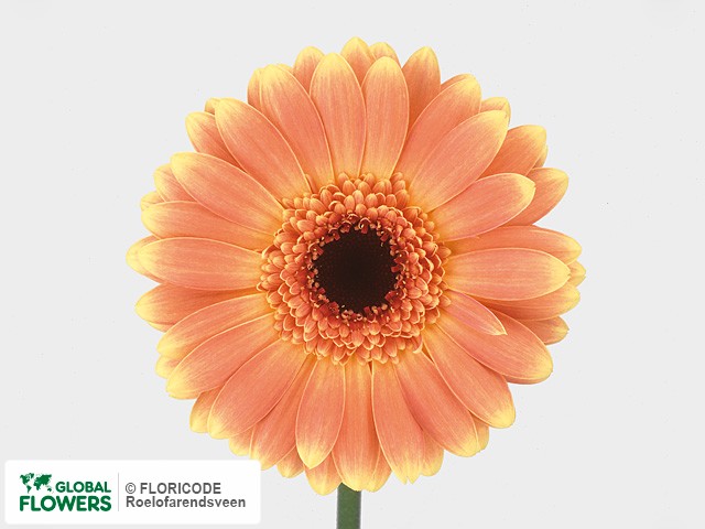 Photo Gerbera grootbloemig Pioneer.