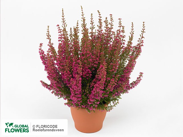 Фото вида Эрика изящная "Beauty Queen Margarethe".