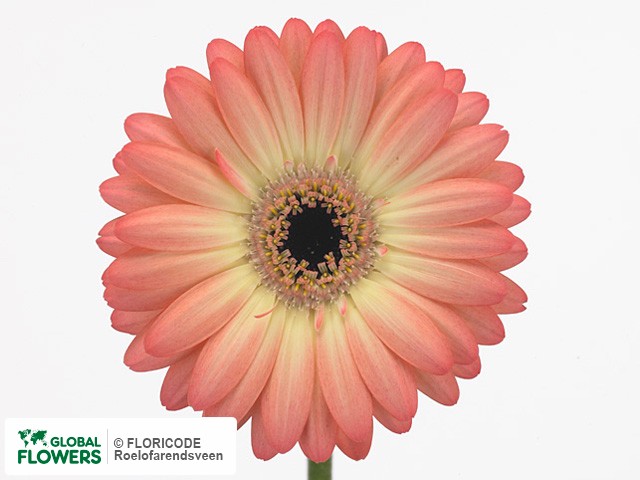 Photo Gerbera mini Maitresse.