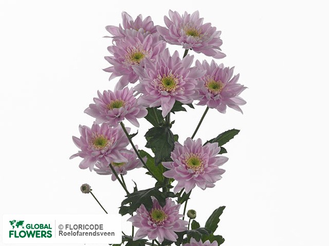 Photo Chrysanthemum (Indicum Grp) tros Mona Lisa Pink.