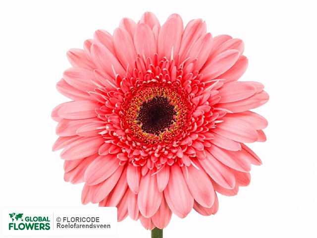 Photo Gerbera grootbloemig Cherany.