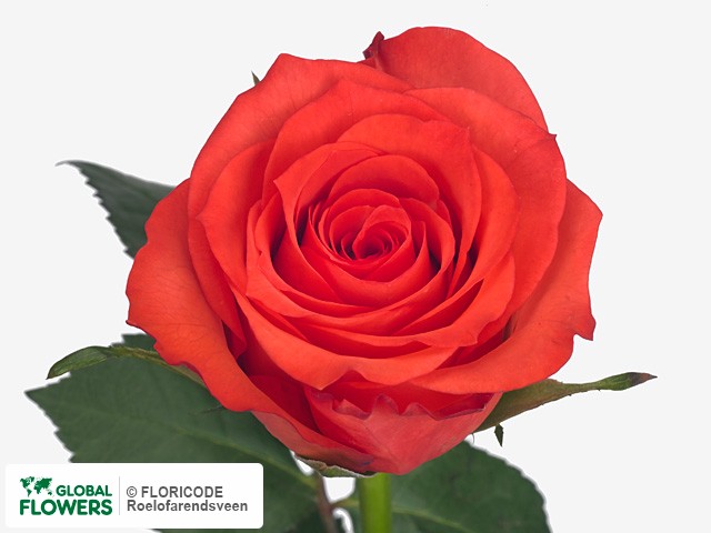 Фото вида Роза крупноцветковая "Tamarin".