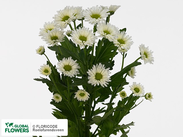 Photo Chrysanthemum (Indicum Grp) tros santini Maki.