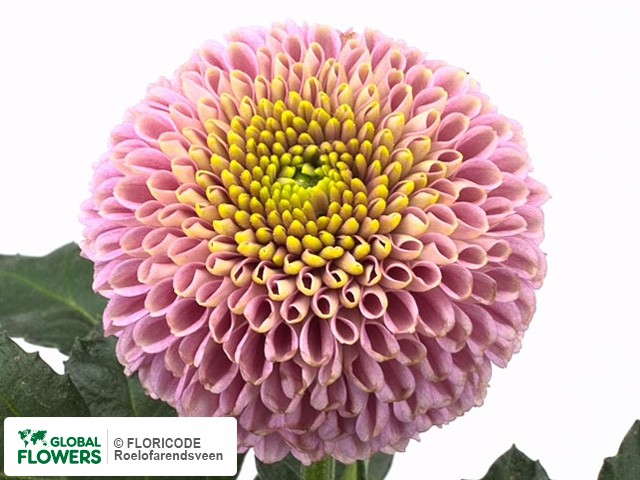 Photo Chrysanthemum (Indicum Grp) geplozen AAA Jeanny Pink.