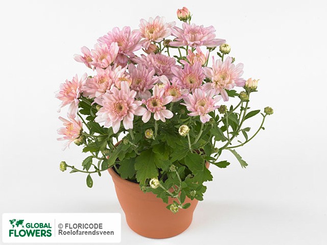 Фото вида Хризантема индийская "Yahou Lilac-Pink".