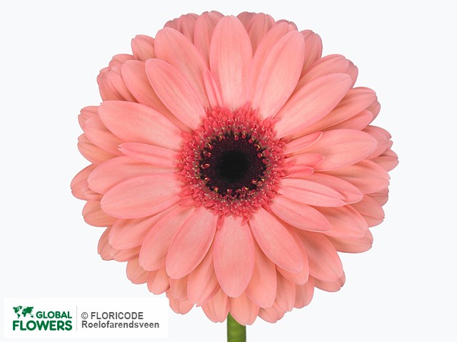 Photo Gerbera grootbloemig 'Abriana'.