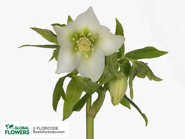 Photo Helleborus orientalis 'White Lady' Helleborus orientalis 'White Lady'