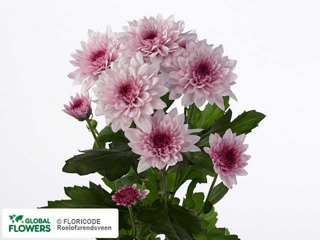 Photo Chrysanthemum (Indicum Grp) tros Dante.