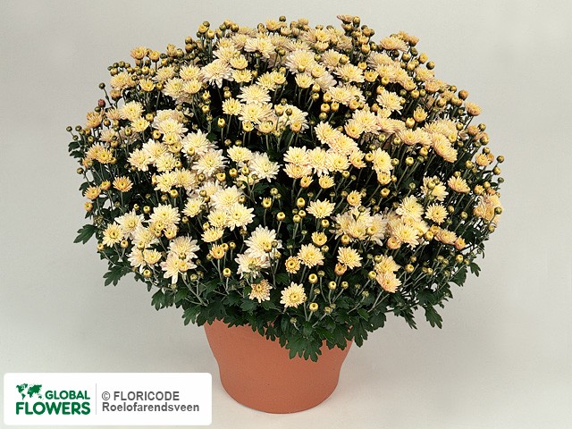 Photo Chrysanthemum (Indicum Grp) Multiflora Padre White.