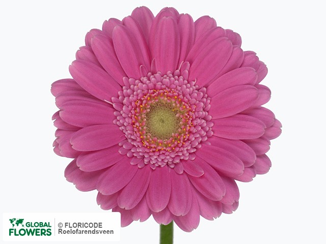 Photo Gerbera mini Terra Angelica.