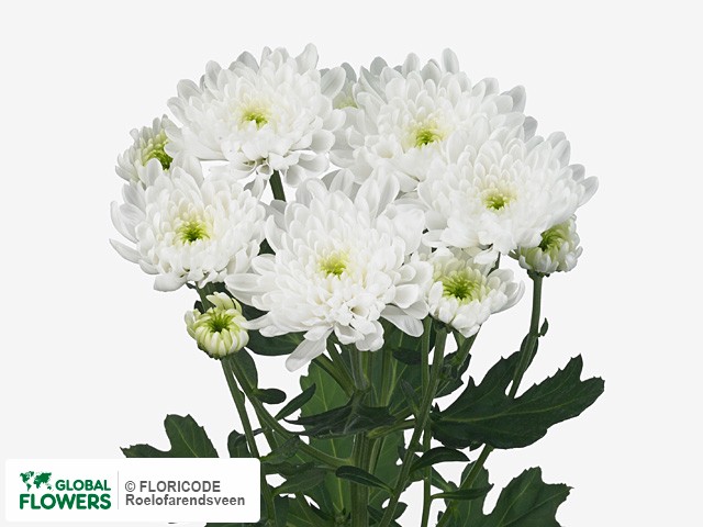 Photo Chrysanthemum (Indicum Grp) tros Maestro.