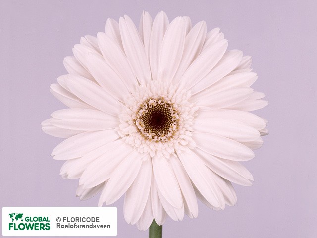 Photo Gerbera grootbloemig 'Naf Naf'.