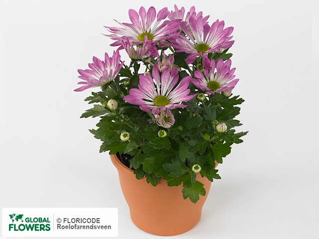 Photo Chrysanthemum (Indicum Grp) Rainbow Rosy.