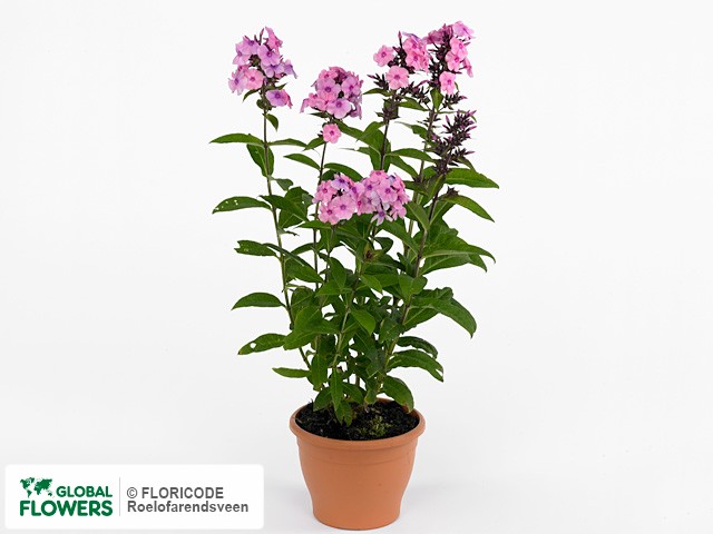 Фото вида Флокс метельчатый "Sweet Summer Fragrance".