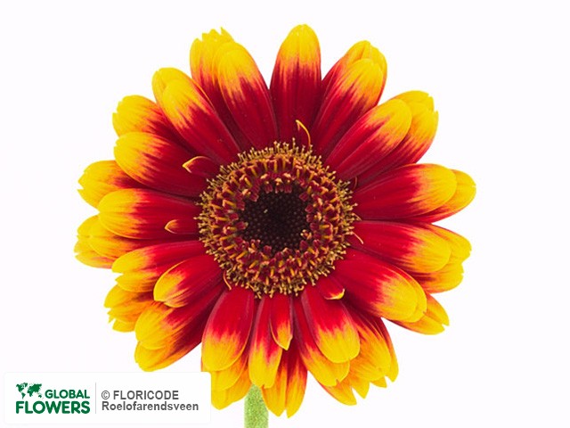 Photo Gerbera mini Tip Top.