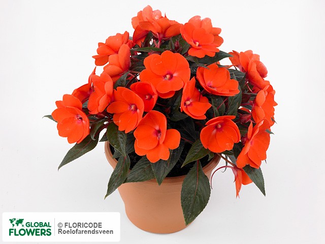 Фото вида Недотрога Новая Гвинея "Toscana Medium DL Orange".