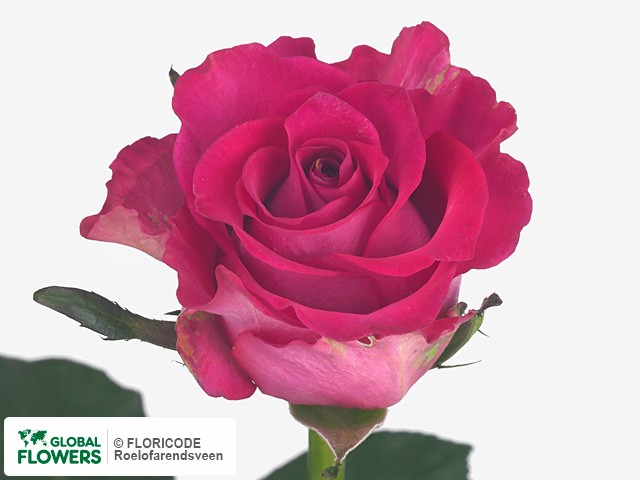 Фото вида Роза крупноцветковая "Inspire".
