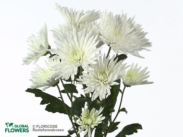 Photo Chrysanthemum (Indicum Grp) tros 'Anastasia'.