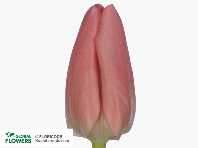 Photo Tulipa (Triumph Grp) 'Sugar Love'.