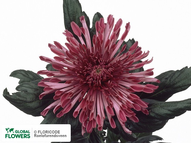 Photo Chrysanthemum (Indicum Grp) geplozen 'Regal Westland'.