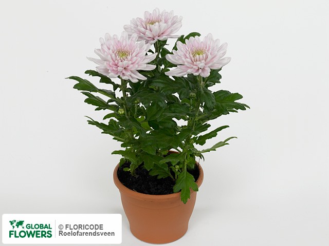 Photo Chrysanthemum (Indicum Grp) Rossano.