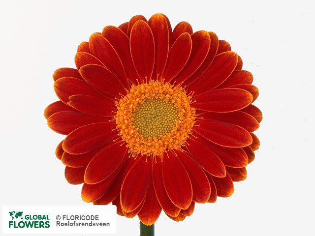 Photo Gerbera mini 'Bellami'.