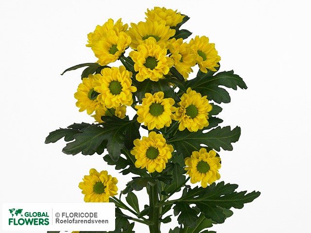 Photo Chrysanthemum (Indicum Grp) tros santini Yelcho.