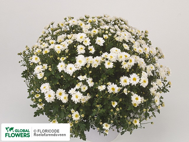 Photo Chrysanthemum (Indicum Grp) 'Casablanca'.