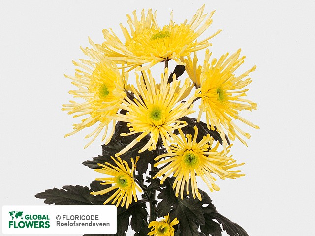 Photo Chrysanthemum (Indicum Grp) tros Supernova Yellow.