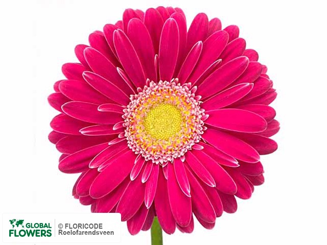 Photo Gerbera grootbloemig 'Novena'.