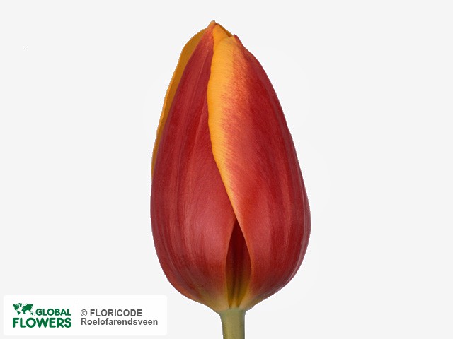 Photo Tulipa (Triumph Grp) 'Deja Vu'.