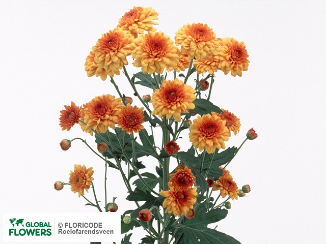 Photo Chrysanthemum (Indicum Grp) tros 'Deliflame'.