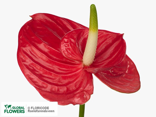 Photo Anthurium (Andreanum Grp) Twingo Red.