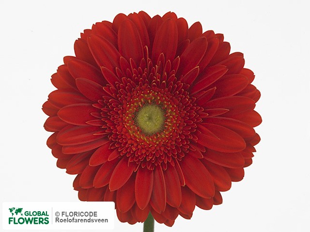 Photo Gerbera grootbloemig 'Heartbeat'.