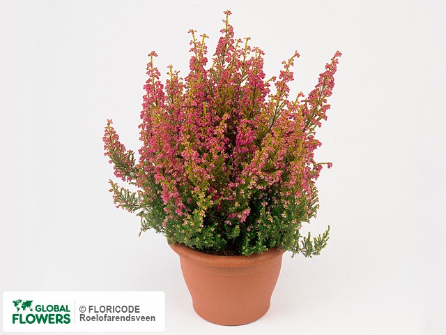 Фото вида Эрика изящная "Cinderella".